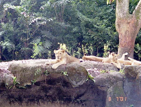 singapore-zoo,lions, travel