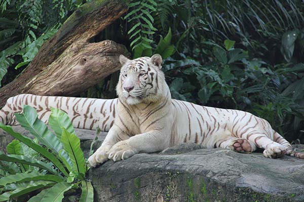 singapore-zoo, white-tiger, travel
