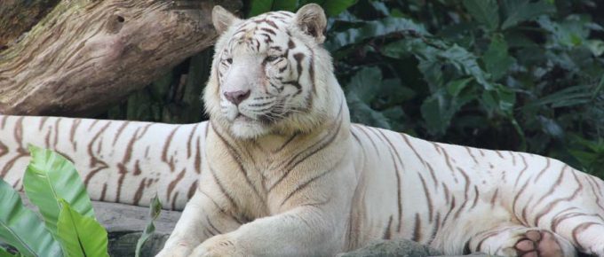 singapore-zoo, white-tiger, asia, travel